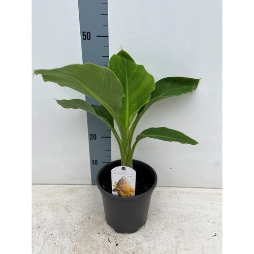Musa/Musella Lasiocarpa - Arany Lótuszbanán
