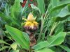 Musa/Musella Lasiocarpa - Arany Lótuszbanán