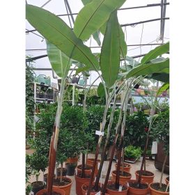 Musa nagensium - Häkkinen banánja