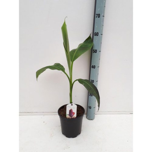 Musa sikkimensis - Tarkalevelű banán