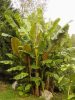 Musa sikkimensis - Tarkalevelű banán
