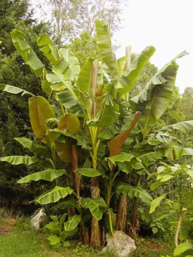 Musa sikkimensis - Tarkalevelű banán