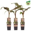 Musa sikkimensis 'Ever Red' - Banán