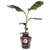 Musa sikkimensis 'Ever red' - Tarkalevelű banán
