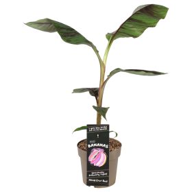 Musa sikkimensis 'Ever red' - Tarkalevelű banán
