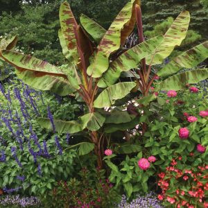 Musa sikkimensis 'Ever red' - Tarkalevelű banán