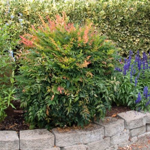 Nandina domestica - Japán Szentfa