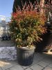 Nandina domestica 'Gulfstream' - Japán Szentfa