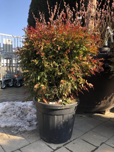 Nandina domestica 'Gulfstream' - Japán Szentfa