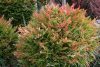 Nandina domestica 'Gulfstream' - Japán Szentfa