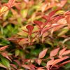 Nandina domestica 'Gulfstream' - Japán Szentfa