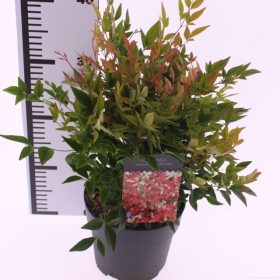 Nandina domestica 'Gulfstream' - Japán Szentfa