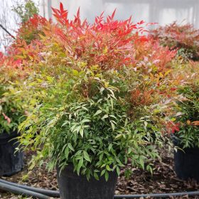 Nandina domestica 'Obsession' - Japán Szentfa