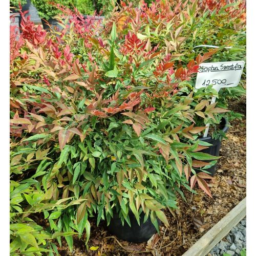 Nandina domestica 'Obsession' - Japán Szentfa
