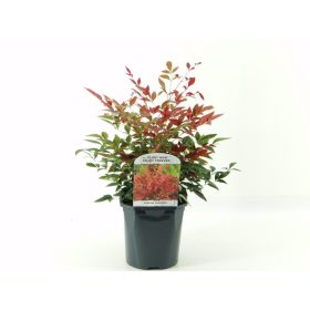 Nandina domestica 'Obsessed' - Japán Szentfa