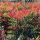 Nandina domestica 'Obsession extra' - Japán Szentfa