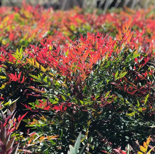 Nandina domestica 'Obsession extra' - Japán Szentfa