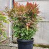 Nandina domestica 'Obsession extra' - Japán Szentfa