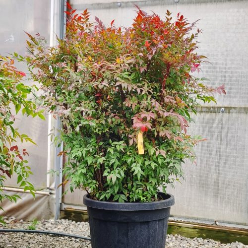 Nandina domestica 'Obsession extra' - Japán Szentfa