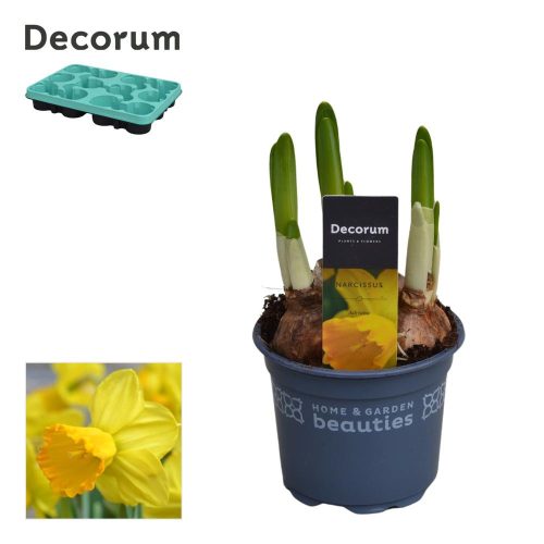 Narcissus 'Adriana Geertruida' - Nárcisz sárga