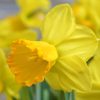 Narcissus 'Adriana Geertruida' - Nárcisz sárga