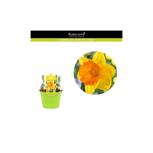 Narcissus 'Akita' - Nárcisz 12cm-es cserépben