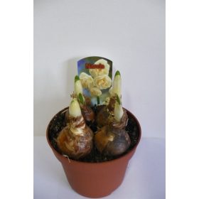 Narcissus "Abba" - Nárcisz