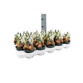 Narcissus "Abba" - Nárcisz