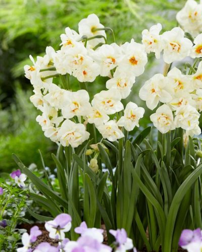 Narcissus "Abba" - Nárcisz