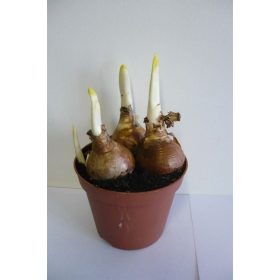 Narcissus "Abba" - Nárcisz