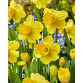 Narcissus "Adriana Geertruida" - Nárcisz