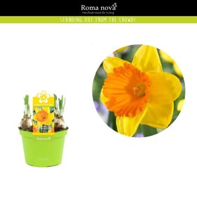 Narcissus 'Akita' - Nárcisz