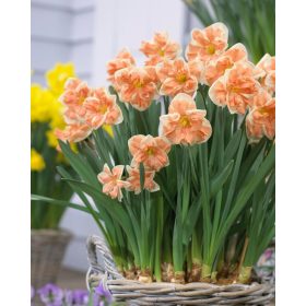 Narcissus "Apricot Whirl" - Nárcisz