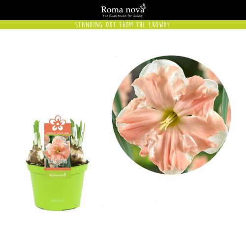 Narcissus "Apricot Whirl" - Nárcisz