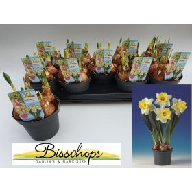 Narcissus "Attraction" - Nárcisz