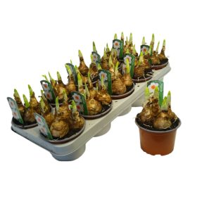 Narcissus "Bernett Browning" - Nárcisz