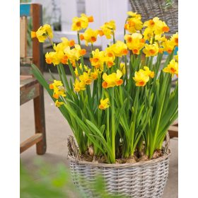 Narcissus "Bittern" - Nárcisz