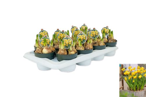 Narcissus "Bittern" - Nárcisz