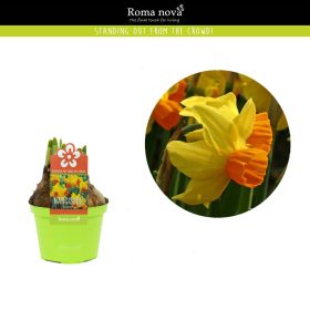 Narcissus "Bittern" - Nárcisz