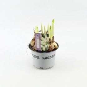 Narcissus "Bridal Crown" - Nárcisz