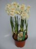 Narcissus "Bridal Crown" - Nárcisz