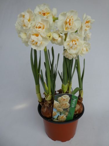 Narcissus "Bridal Crown" - Nárcisz