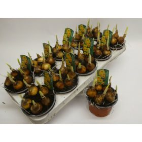 Narcissus "Bright Day" - Nárcisz