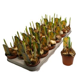 Narcissus "Bright Day" - Nárcisz