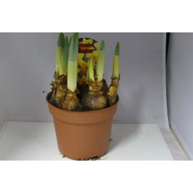 Narcissus "Carlton" - Nárcisz