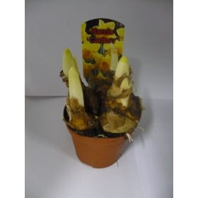 Narcissus "Carlton" - Nárcisz