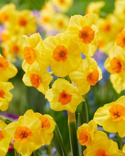 Narcissus 'Castanets'- Nárcisz