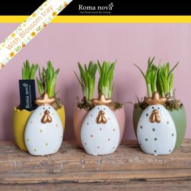   Narcissus 'Tete a tete' - Nárcisz csirkés kaspóban