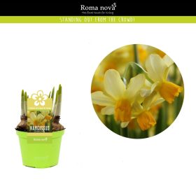 Narcissus "Eaton song" - Nárcisz