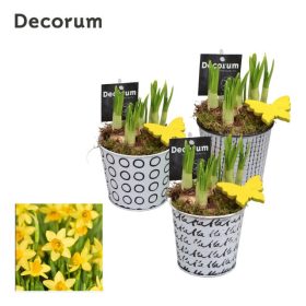 Narcissus - nárcisz fekete-fehér mintás kaspóban